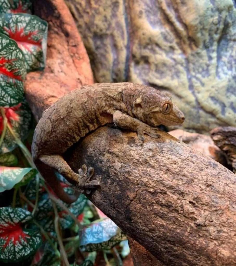 Chaouagekko, wimpergekko en gargoyle gekko, Dieren en Toebehoren