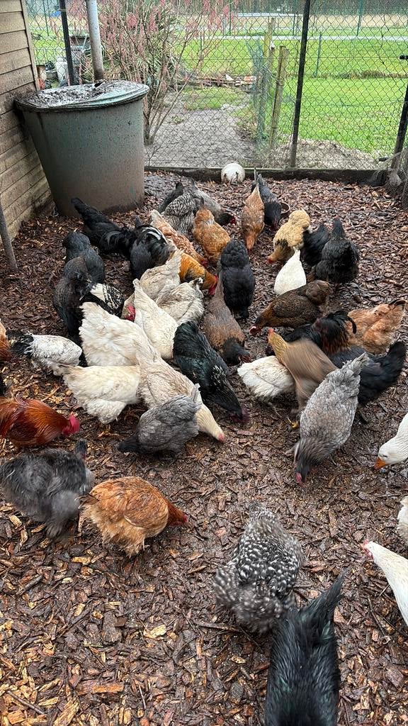 Poulets à vendre, Plusieurs animaux, Autres espèces