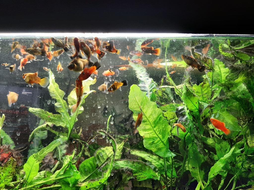 Javavaren, Dieren en Toebehoren, Ophalen, Nieuw, Plant(en), Steen of Hout