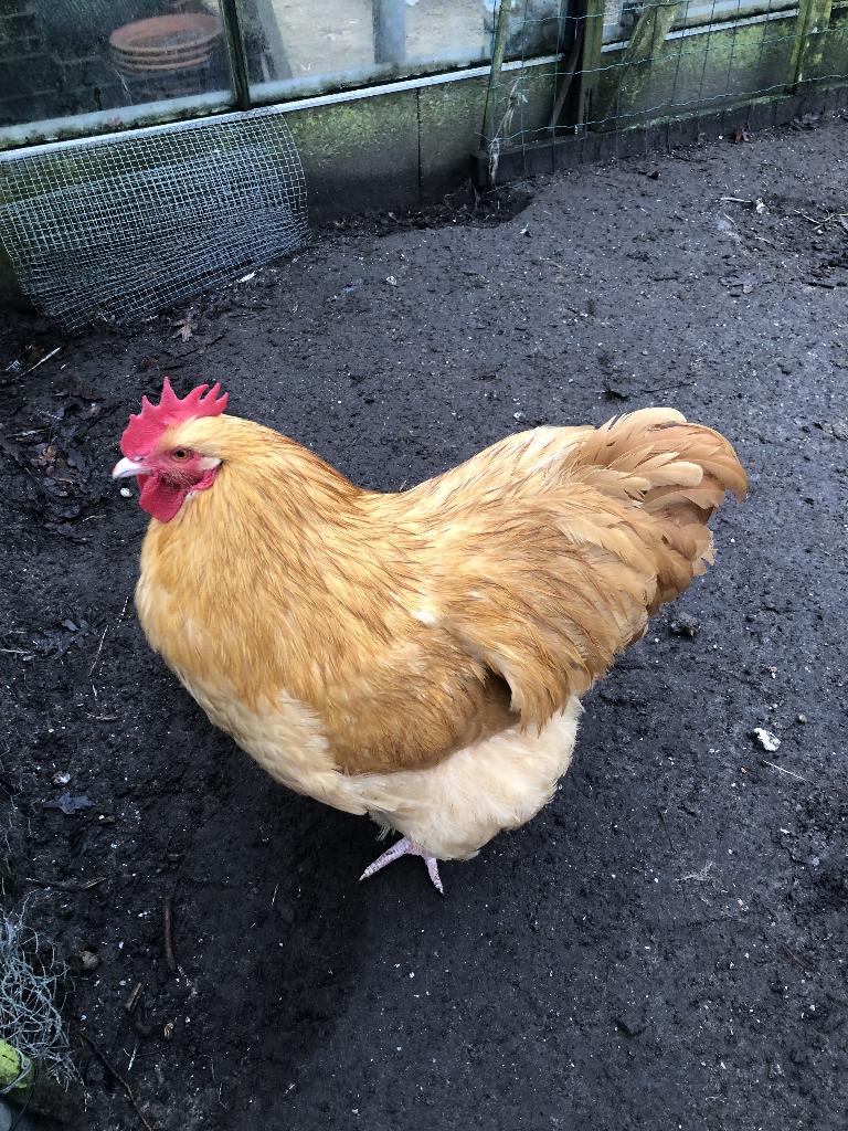 Orpington haan, Dieren en Toebehoren, Pluimvee, Mannelijk, Kip