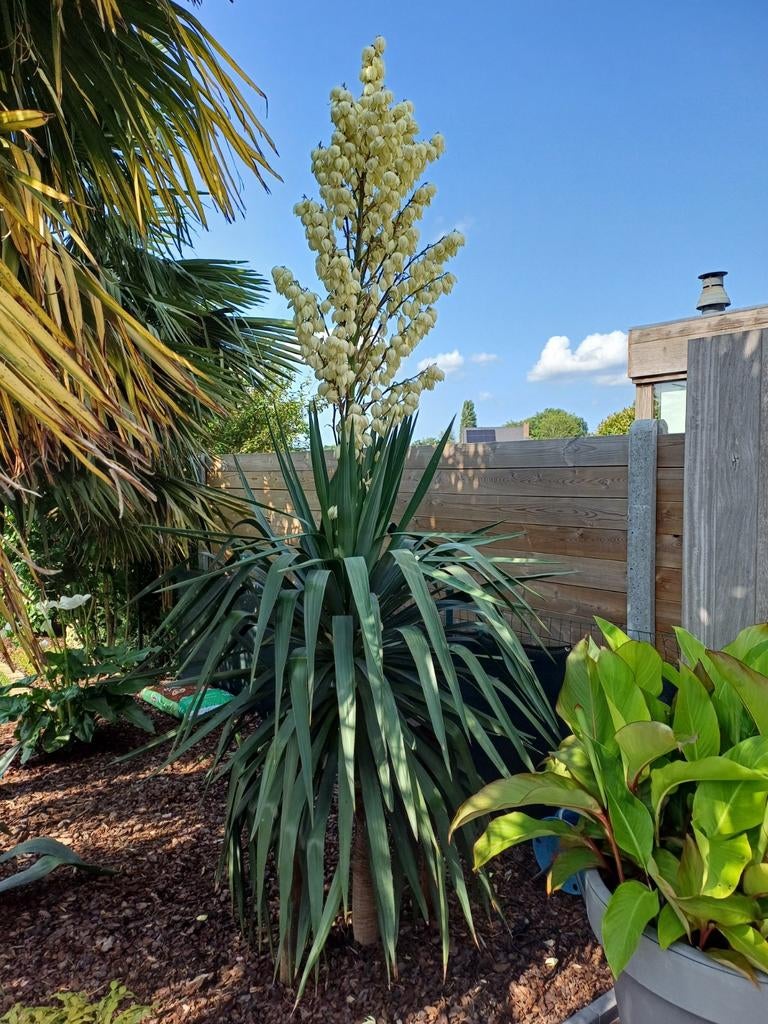 yucca gloriosa, Ophalen