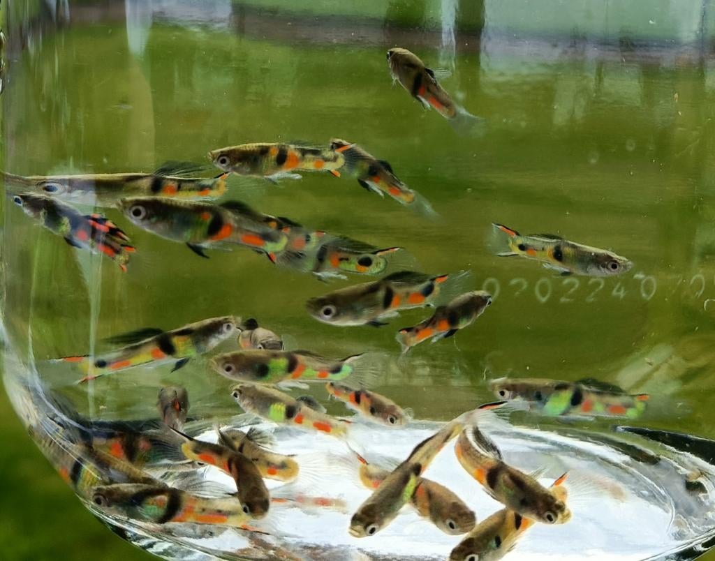 Guppy Endler Campoma El Tigre