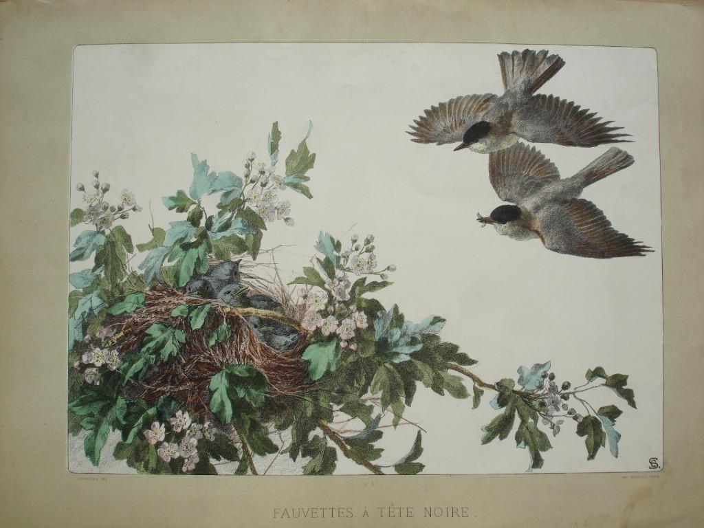 ca1880 Becquet SCHULLER grote litho A. Calavas vogels mussen, Antiek en Kunst, Ophalen of Verzenden