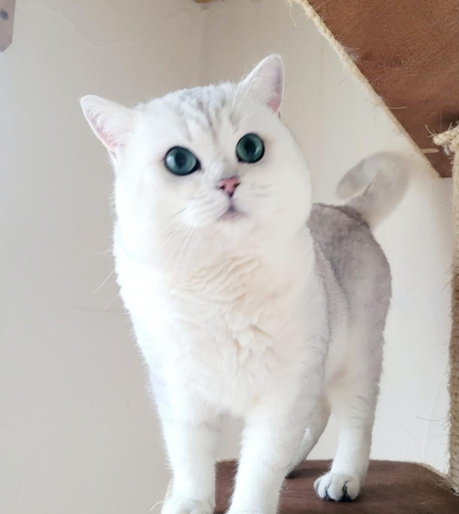 Brits korthaar dekkater met stamboom,NIET TE KOOP, Kater, Met stamboom, 6 jaar of ouder