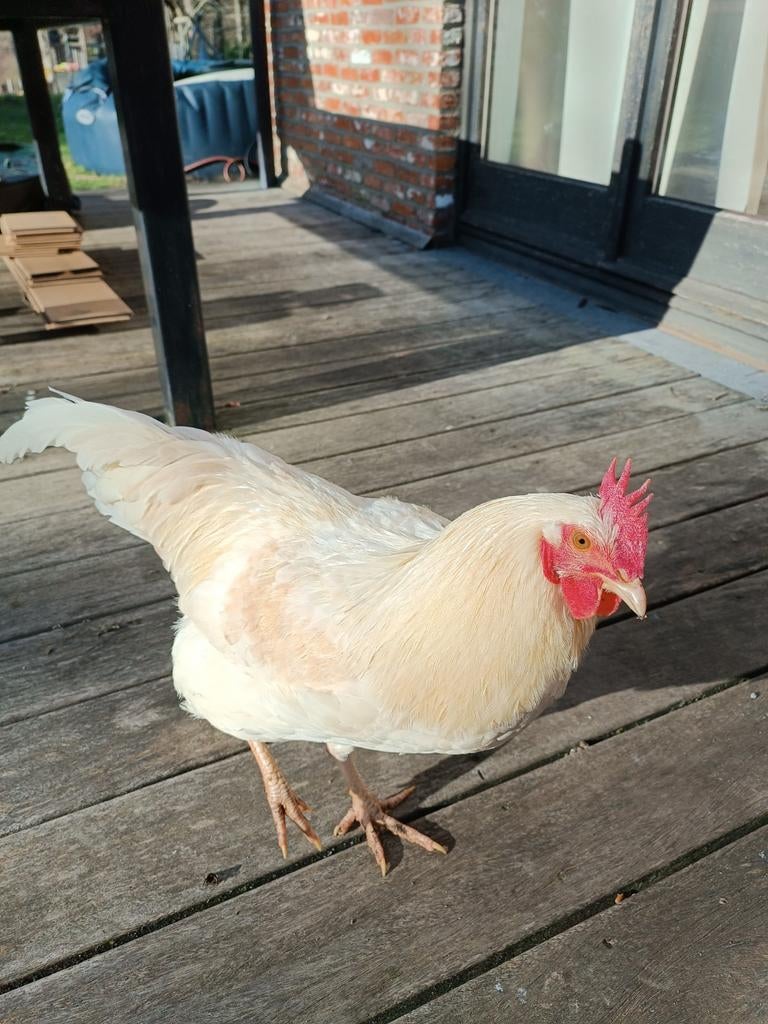 Poulailler coq