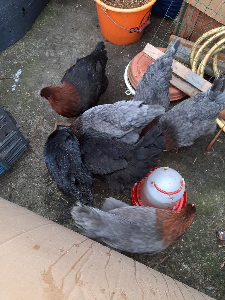 Maran hennen, Dieren en Toebehoren, Vrouwelijk, Kip