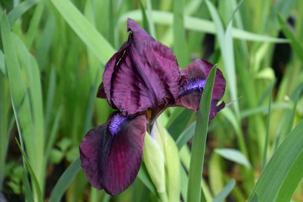 iris pumila bordeau, Enlèvement