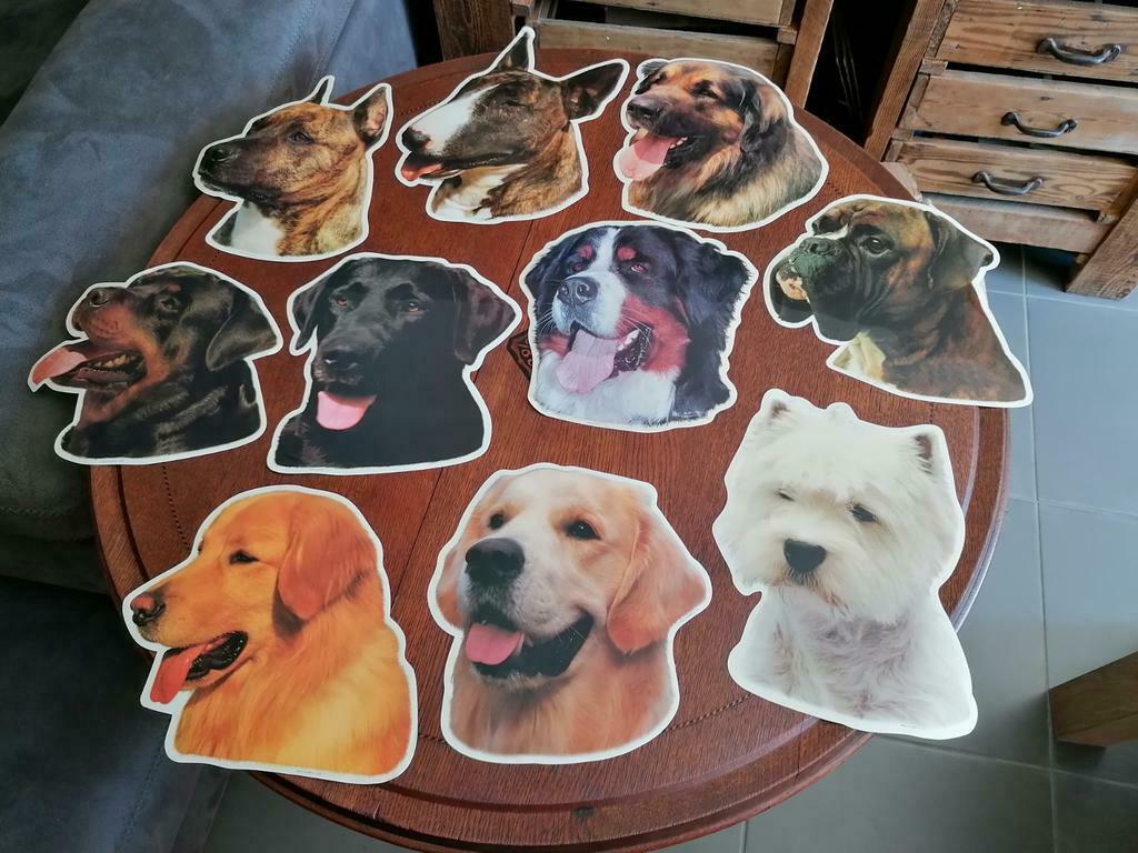 Grote foto stickers van honden, Dieren en Toebehoren, Ophalen of Verzenden