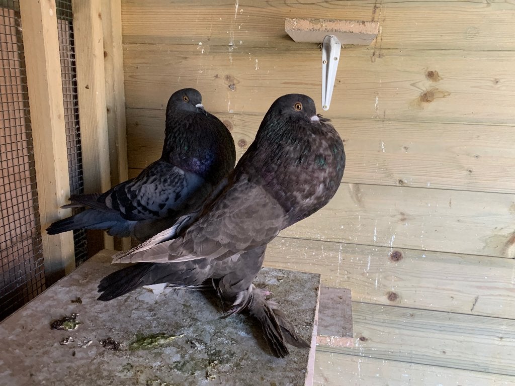 Mooi koppel Gentse kroppers, Dieren en Toebehoren, Vogels | Duiven, Meerdere dieren, Kropper