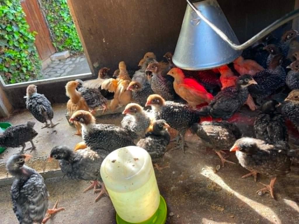 hanen kuikens, Dieren en Toebehoren, Pluimvee, Mannelijk, Kip