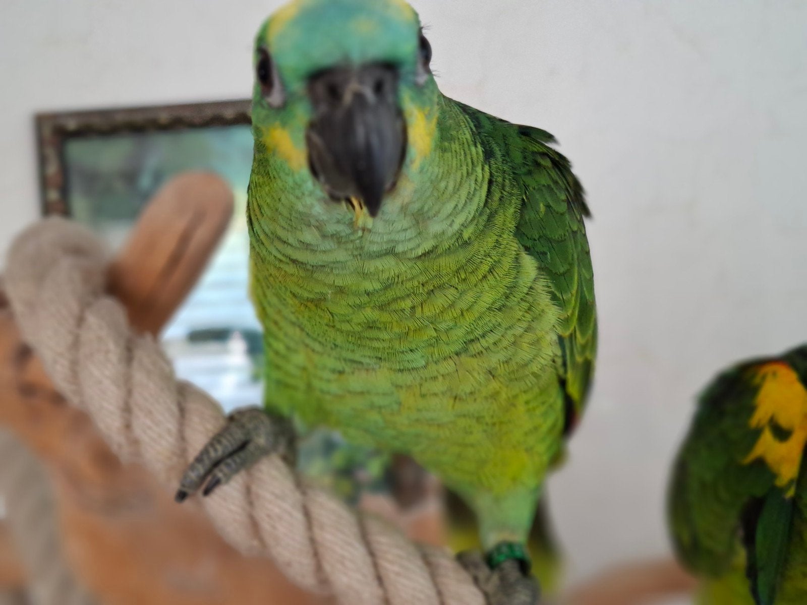 jeune bélier amazonien à tête bleue, Plusieurs animaux, Perroquet, Domestique
