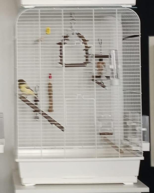 Vogelkooi 54Bx34Dx75H in goede staat., Dieren en Toebehoren, Ophalen