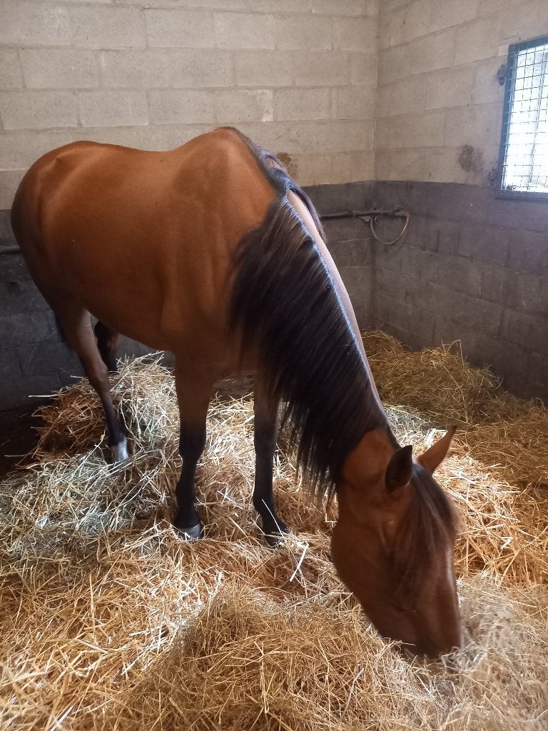 Jument, Animaux & Accessoires, Avec pedigree, Débourré, Moins de 160 cm, Cheval de récréation