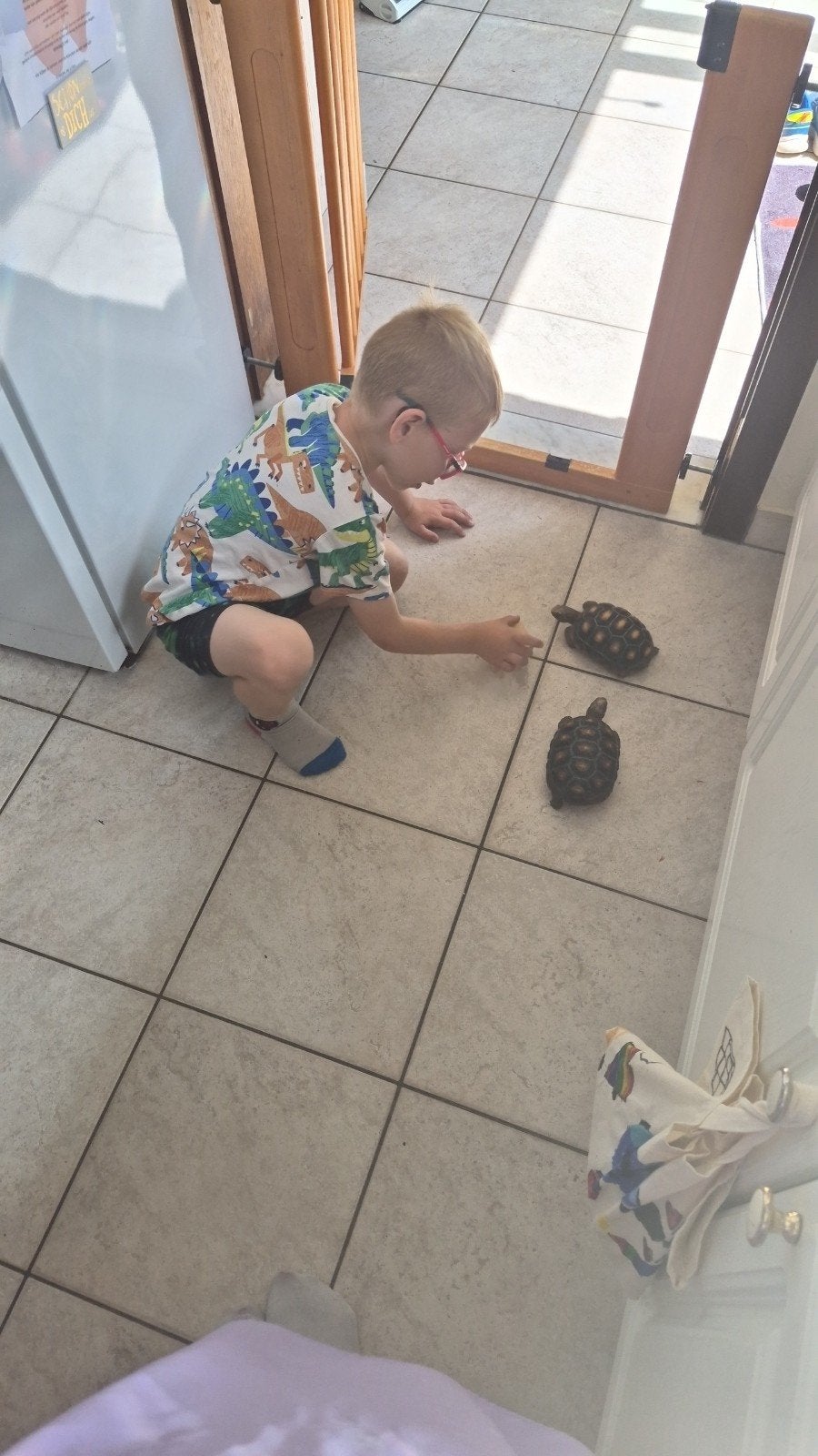 landschildpad, Dieren en Toebehoren