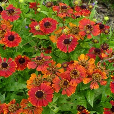 Helenium Red Jewel, Ophalen