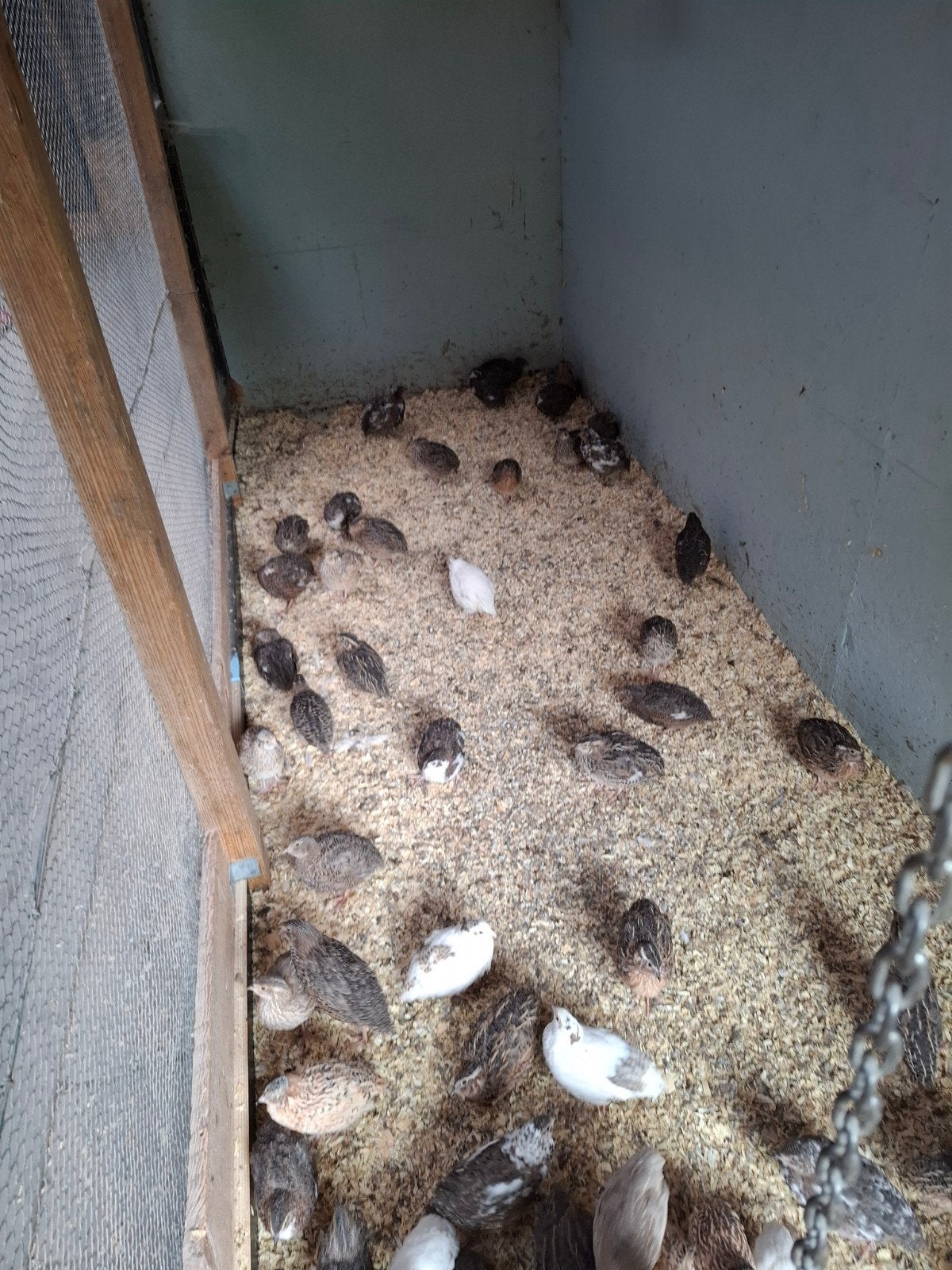 Japanse en chineese kwartels, Dieren en Toebehoren, Pluimvee