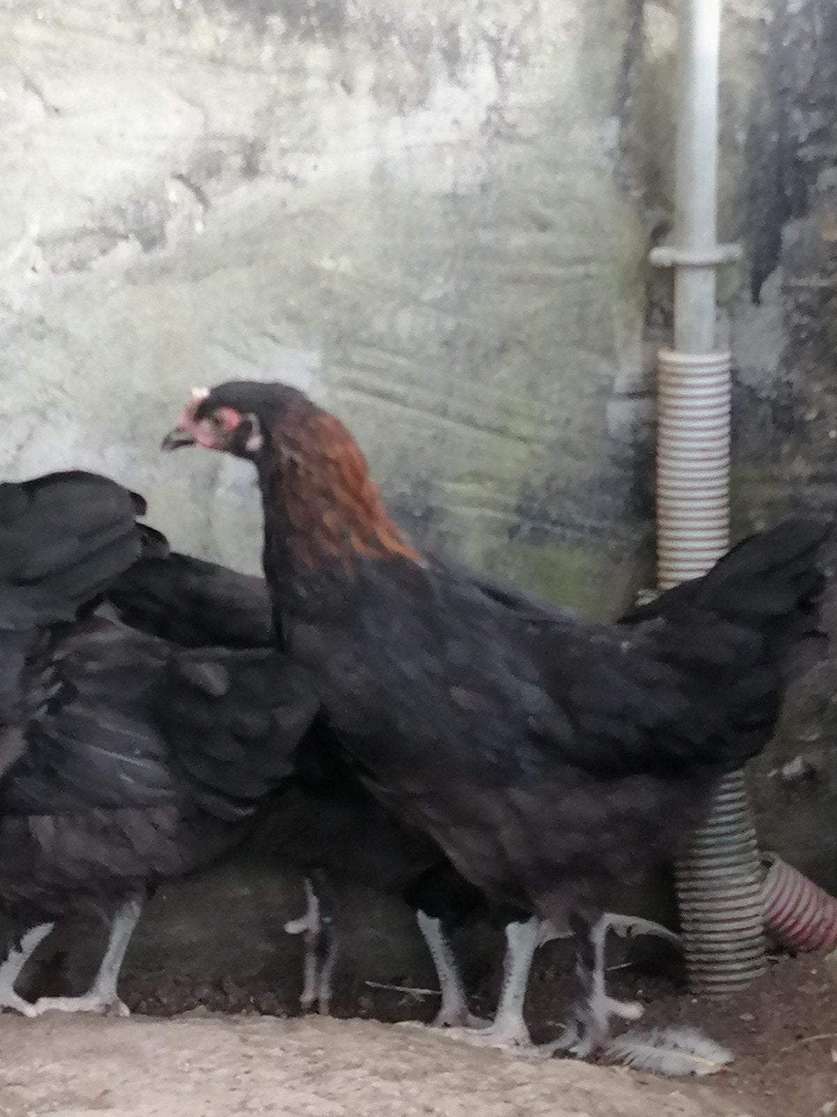 Hennen maran zwart/zwart koperkleurige., Dieren en Toebehoren, Pluimvee