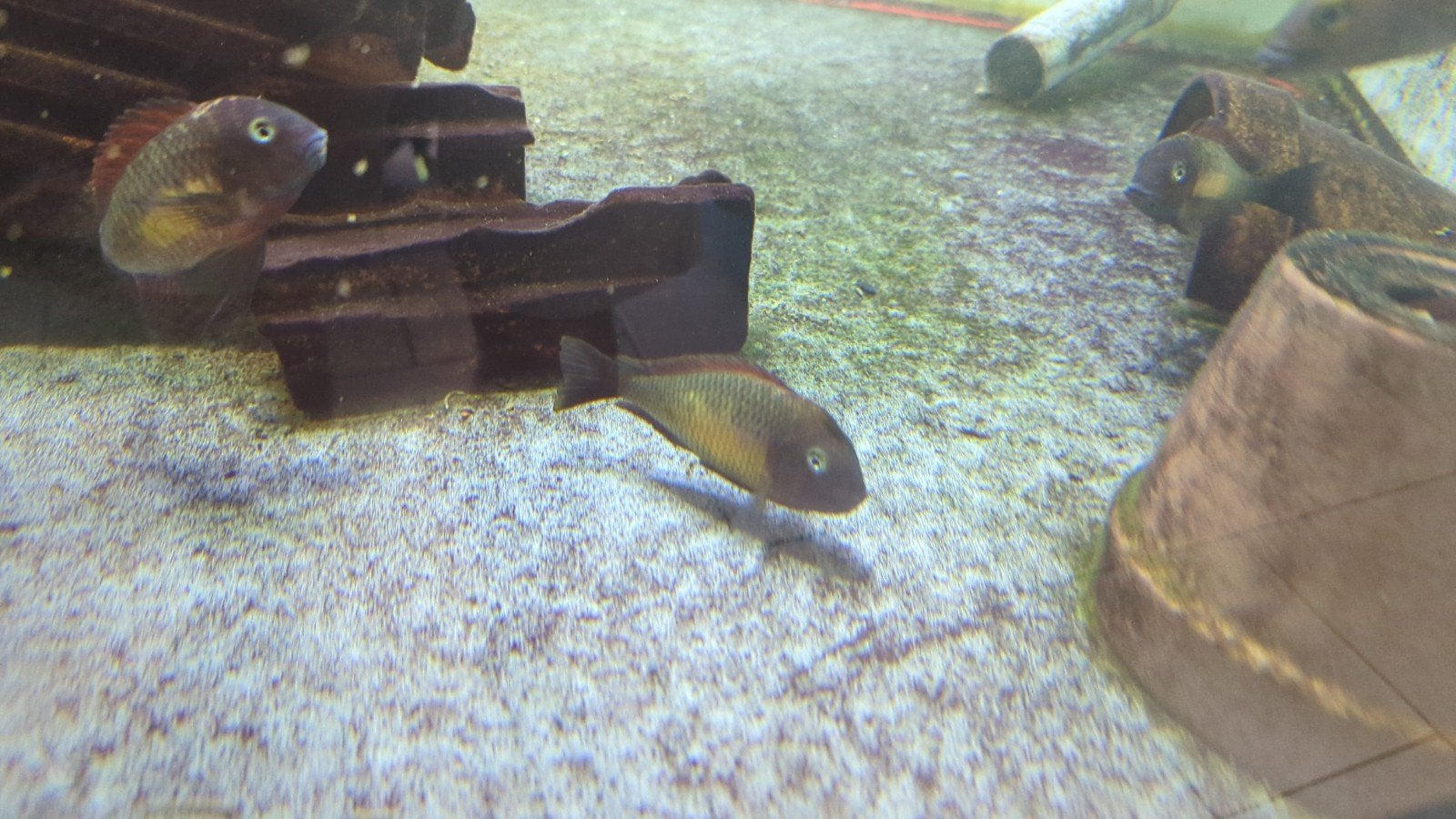 Tropheus moorii Kasanga rode regenboog, Dieren en Toebehoren