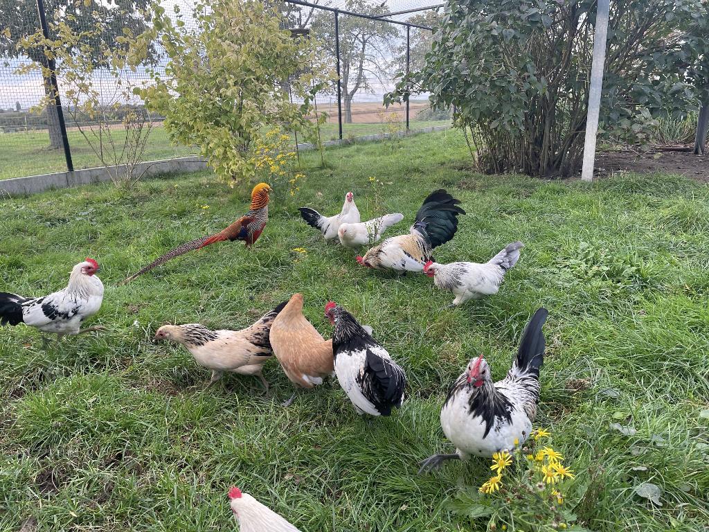 pluimvee, Dieren en Toebehoren, Meerdere dieren, Kip