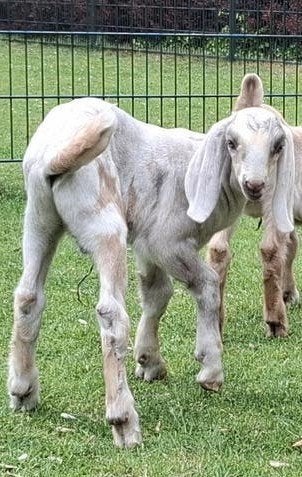 GEZOCHT HOORNLOOS BOKJE, Dieren en Toebehoren