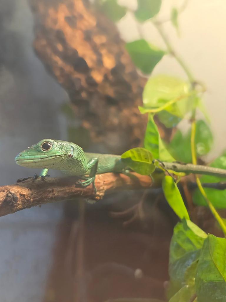 Gastropholis Prasina, kielstaart hagedis., Dieren en Toebehoren, Hagedis
