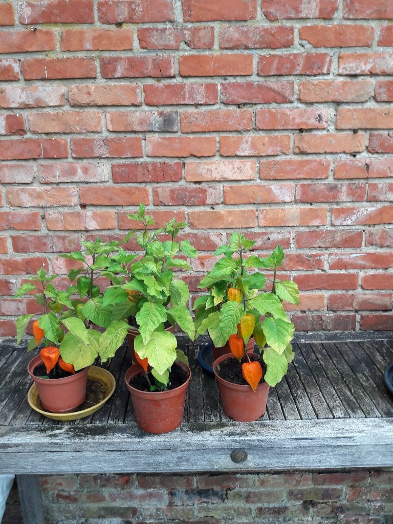 Lampionnen planten, Enlèvement, Été