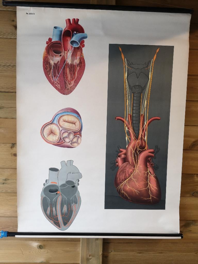 schoolplank,het hart,verschilende doorsneden&structuuren, Antiek en Kunst, Ophalen of Verzenden, Natuur en Biologie