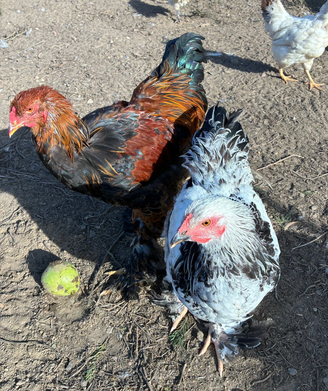 Brahma hanen, Dieren en Toebehoren, Mannelijk, Kip