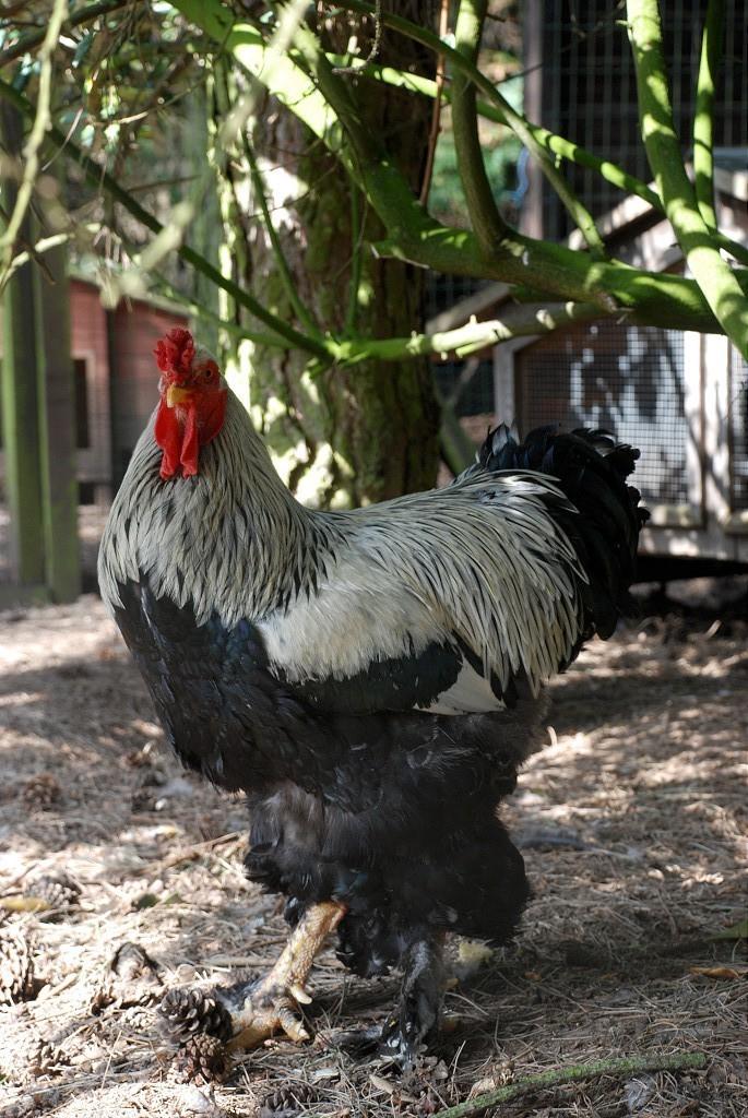 broedeieren brahma groothoenders, Dieren en Toebehoren, Pluimvee