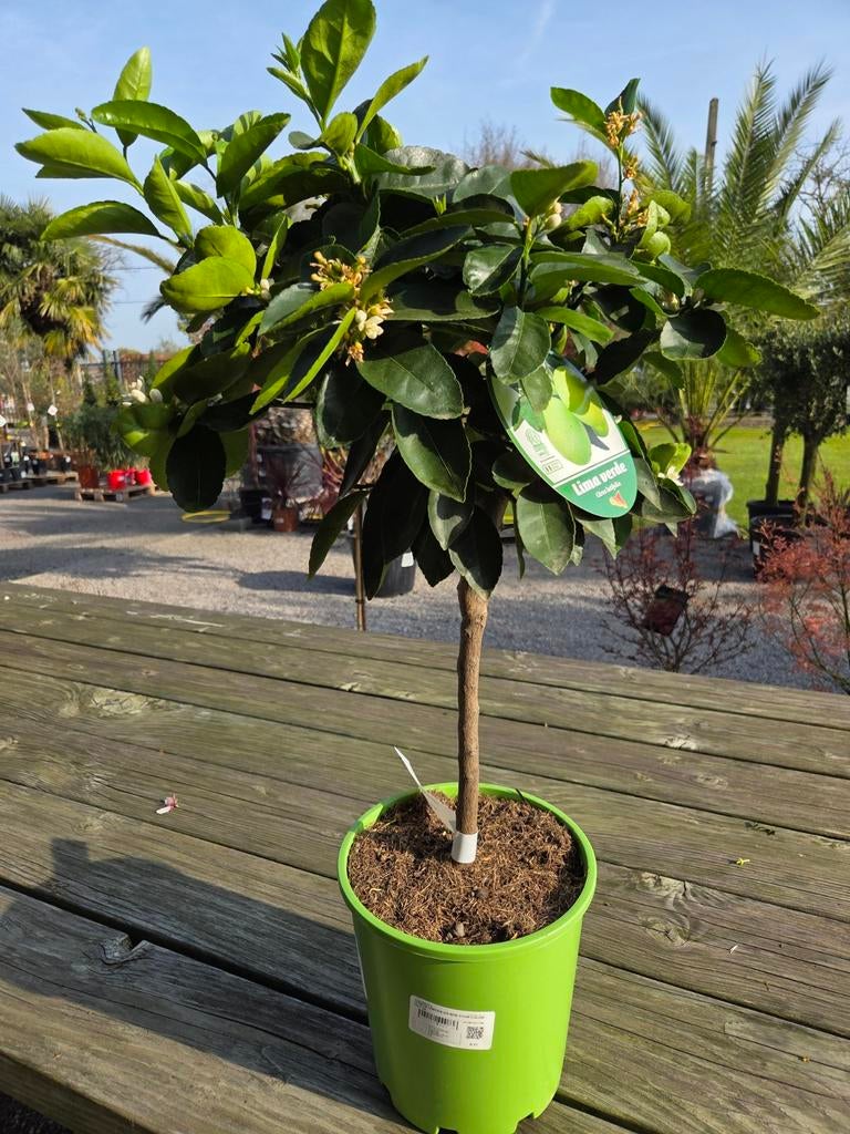 Citrus Limoen, Tuin en Terras, Ophalen