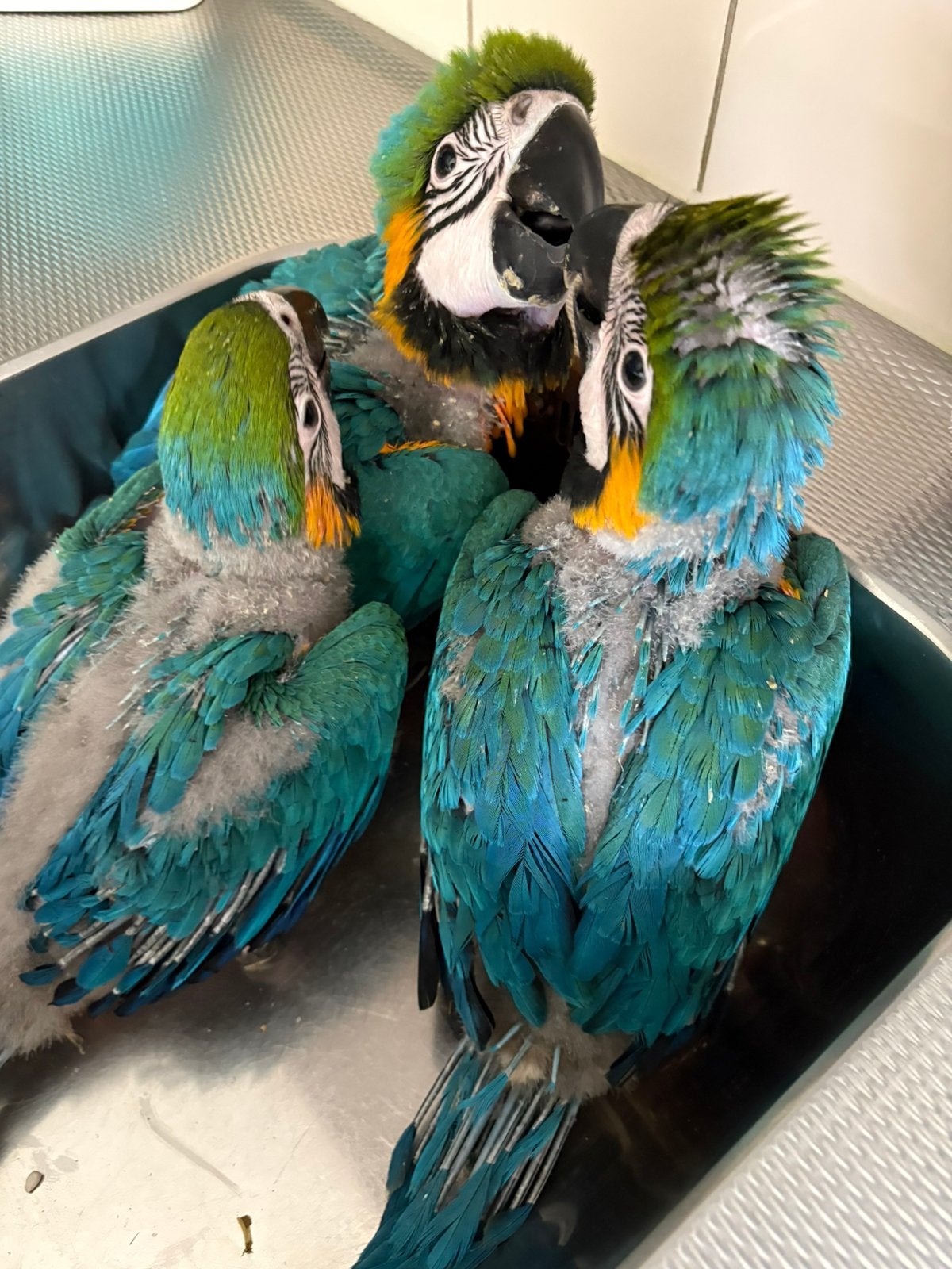 Blauw/ gele aras, Dieren en Toebehoren, Tam