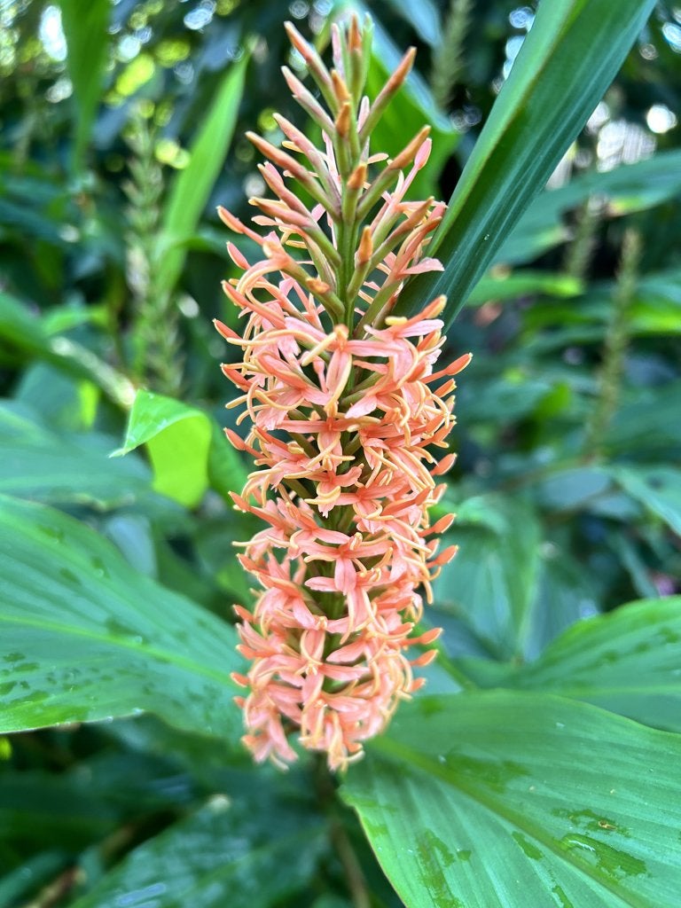 Hedychium Assam Orange, Jardin & Terrasse, Plantes | Jardin, Autres espèces, Été, Enlèvement, Plante fixe