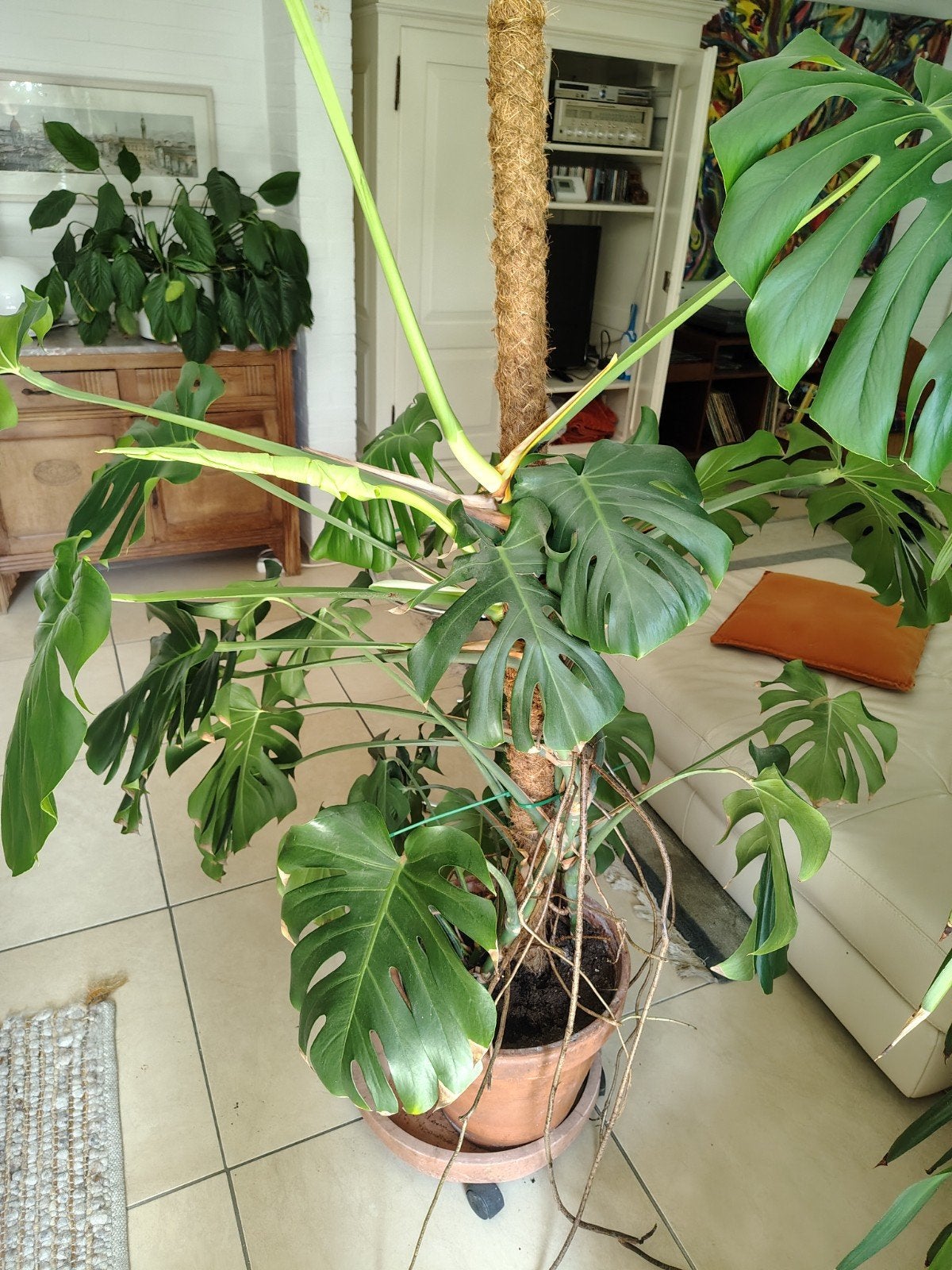 Zeer grote, gezonde monstera deliciosa, Ophalen
