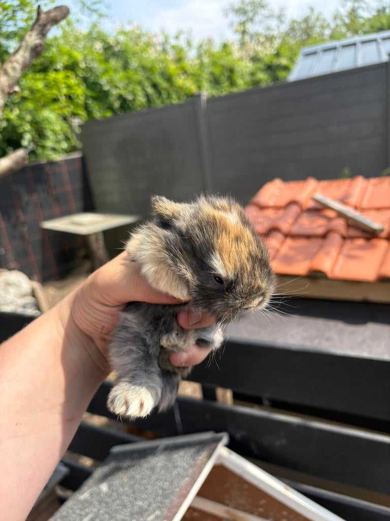 2 Dwergkonijntjes te koop, Geslacht onbekend, Dwerg, Hangoor, 0 tot 2 jaar