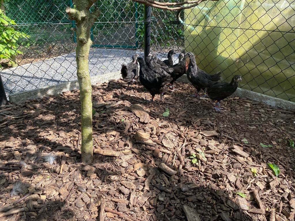 Zwarte australorp hennetjes, Dieren en Toebehoren, Pluimvee
