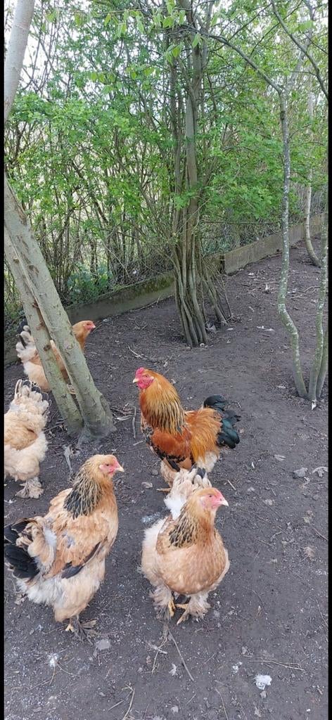 Brahma haan, Dieren en Toebehoren, Pluimvee