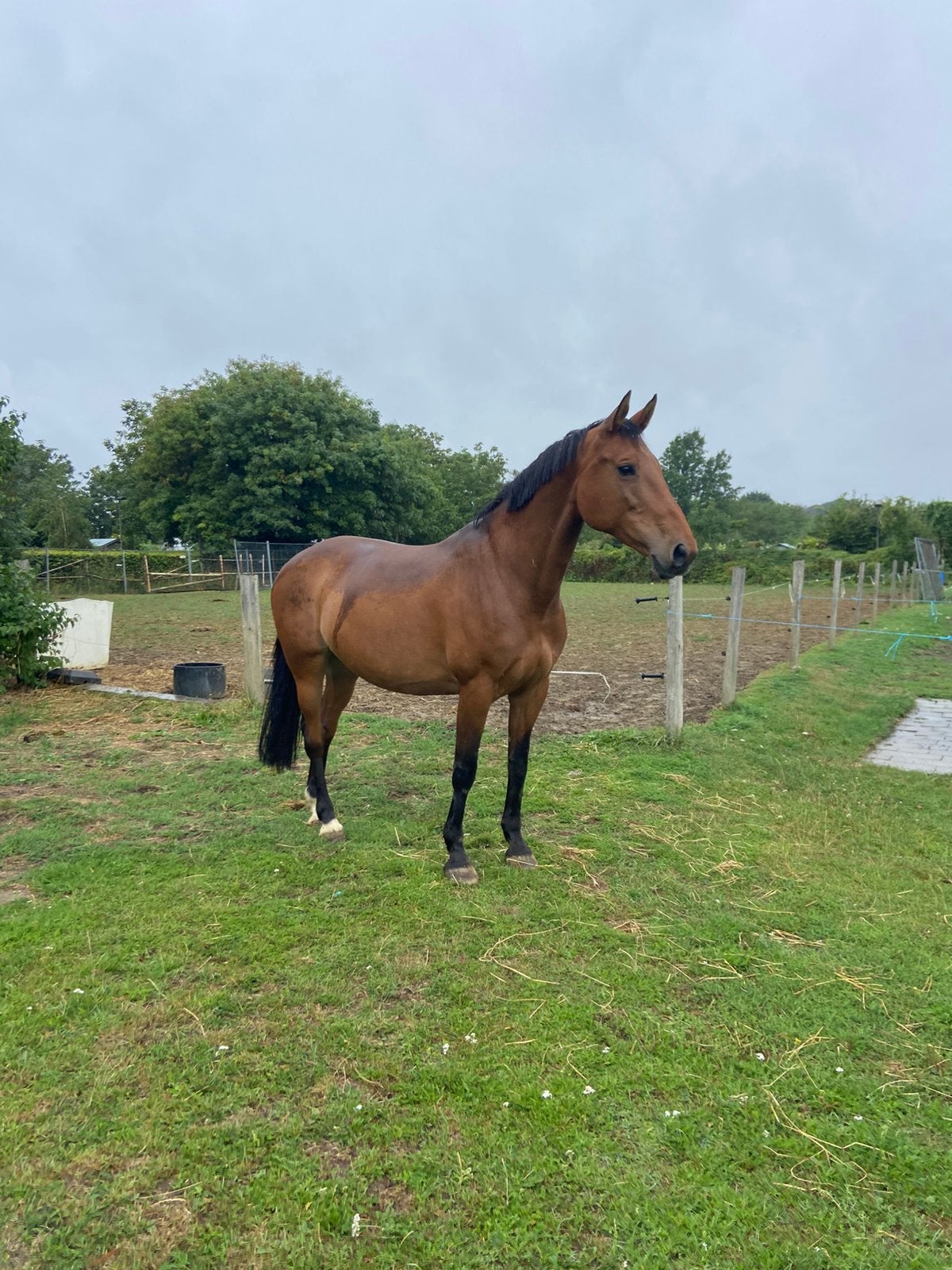 Allround recreatie paard, Merrie