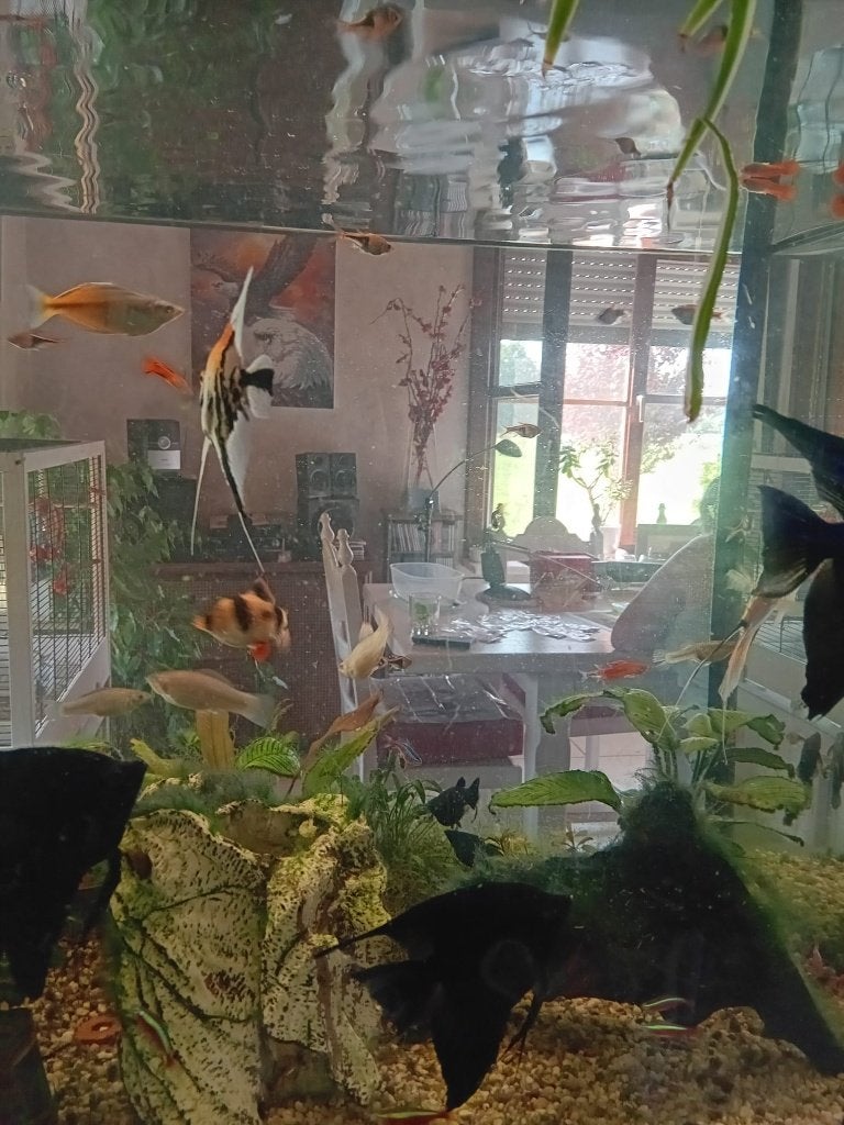 aquarium, Enlèvement ou Envoi, Filter