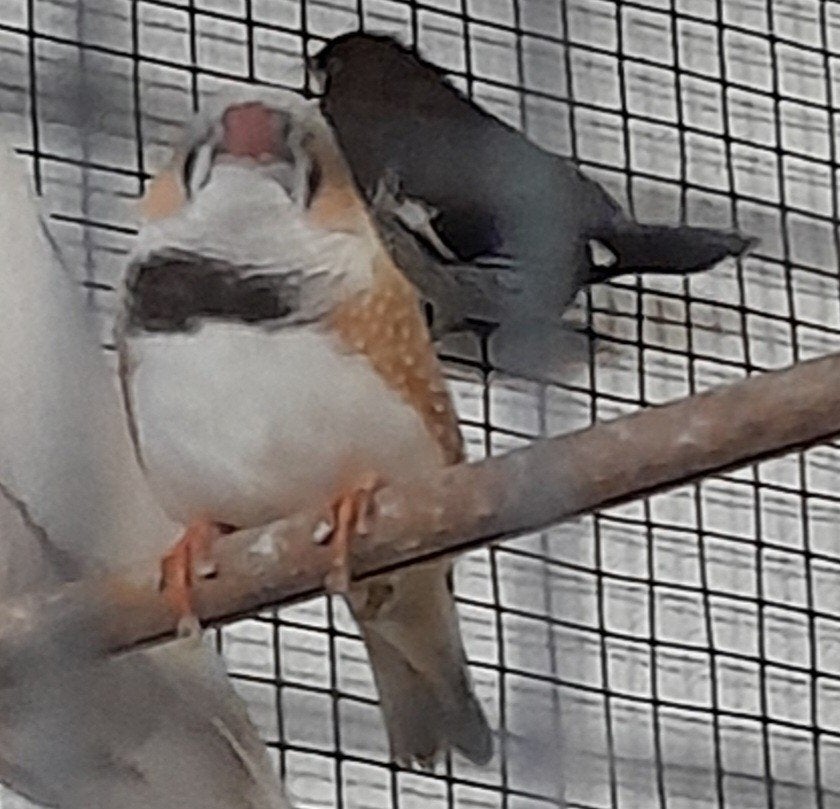 zebravinken, Dieren en Toebehoren, Mannelijk, Tropenvogel