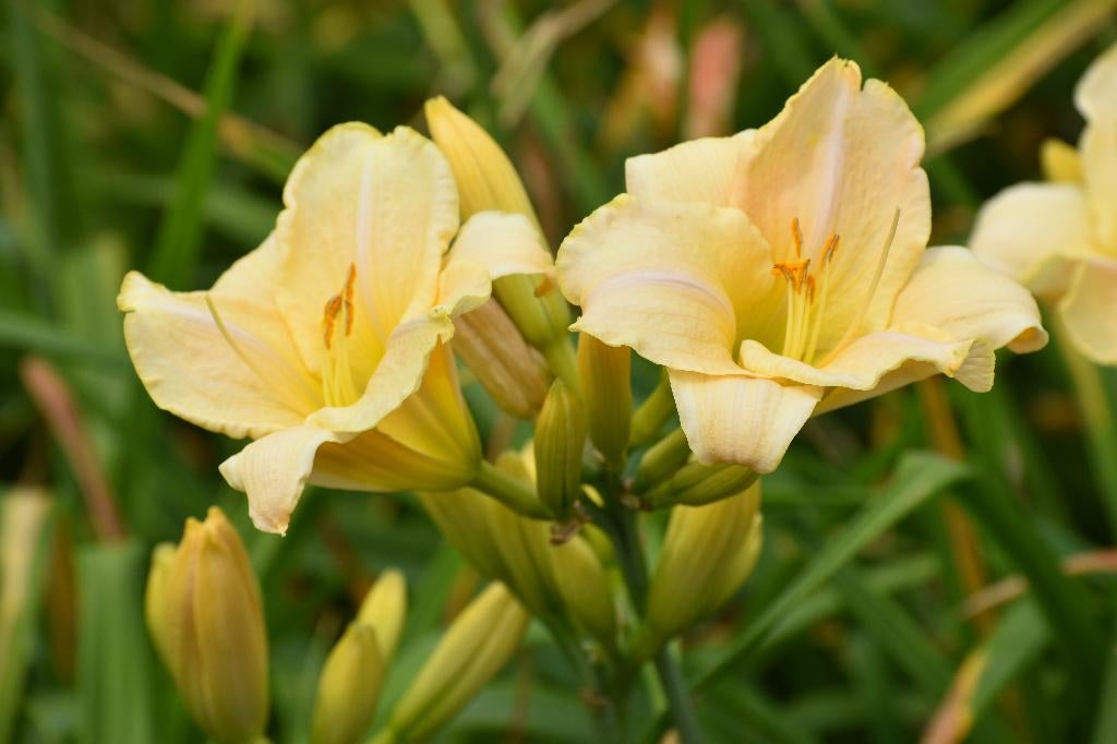 Hemerocallis 6 grote pollen, Autres espèces, Été, Enlèvement, Plante fixe