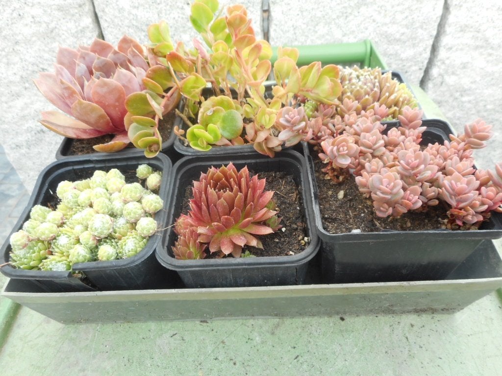 plantes, Jardin & Terrasse, Plantes | Jardin, Plein soleil, Été, Plante fixe, Enlèvement ou Envoi