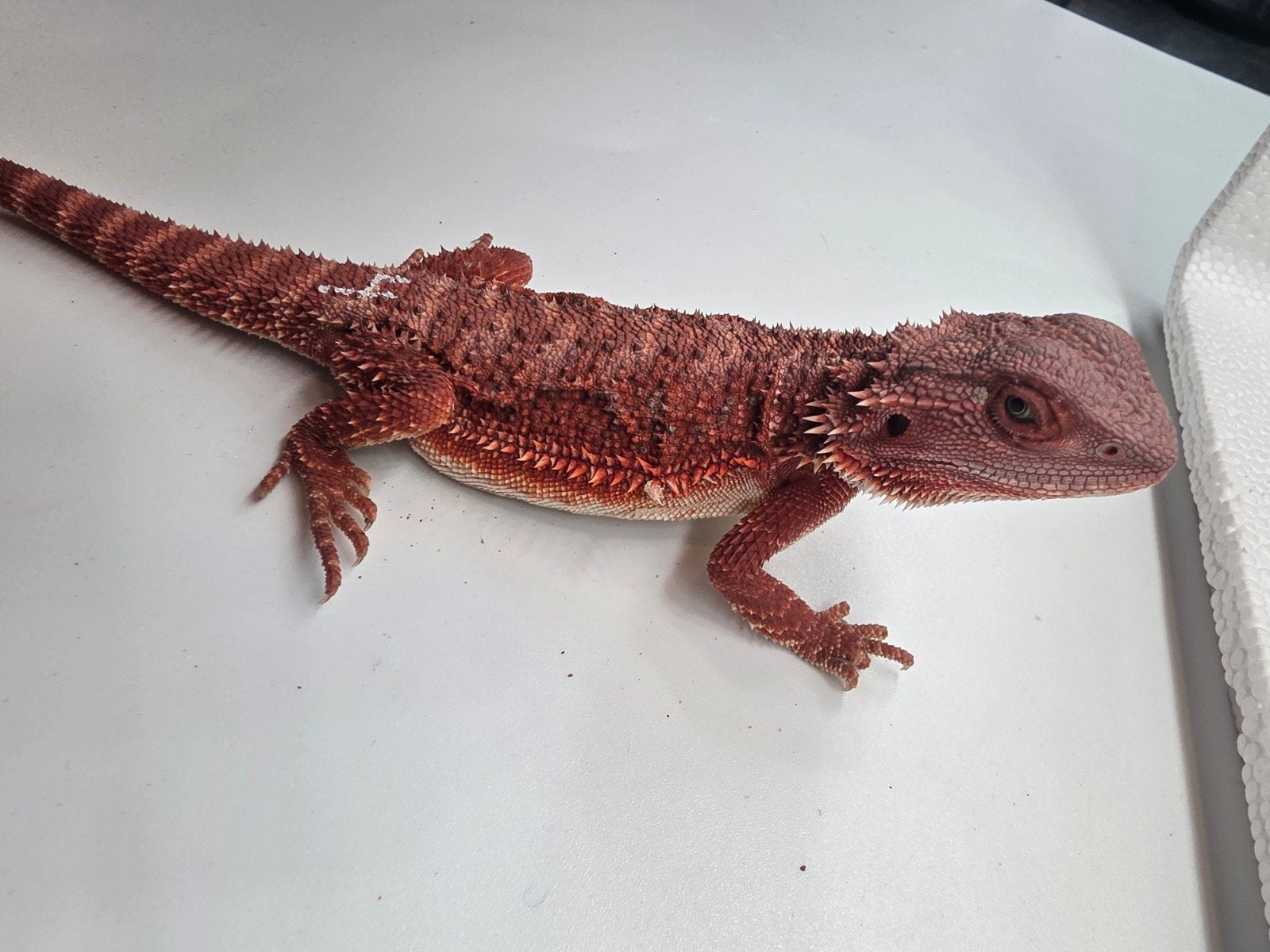 red monster, hypo, man