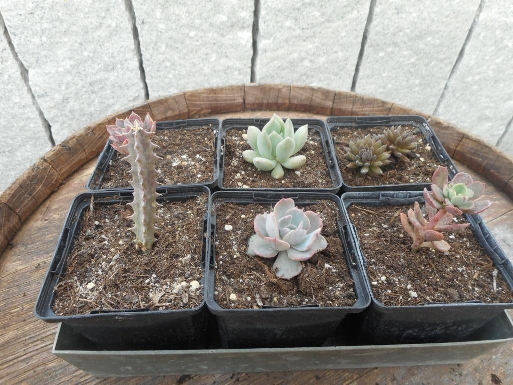plantes, Plein soleil, Été, Plante fixe, Enlèvement ou Envoi