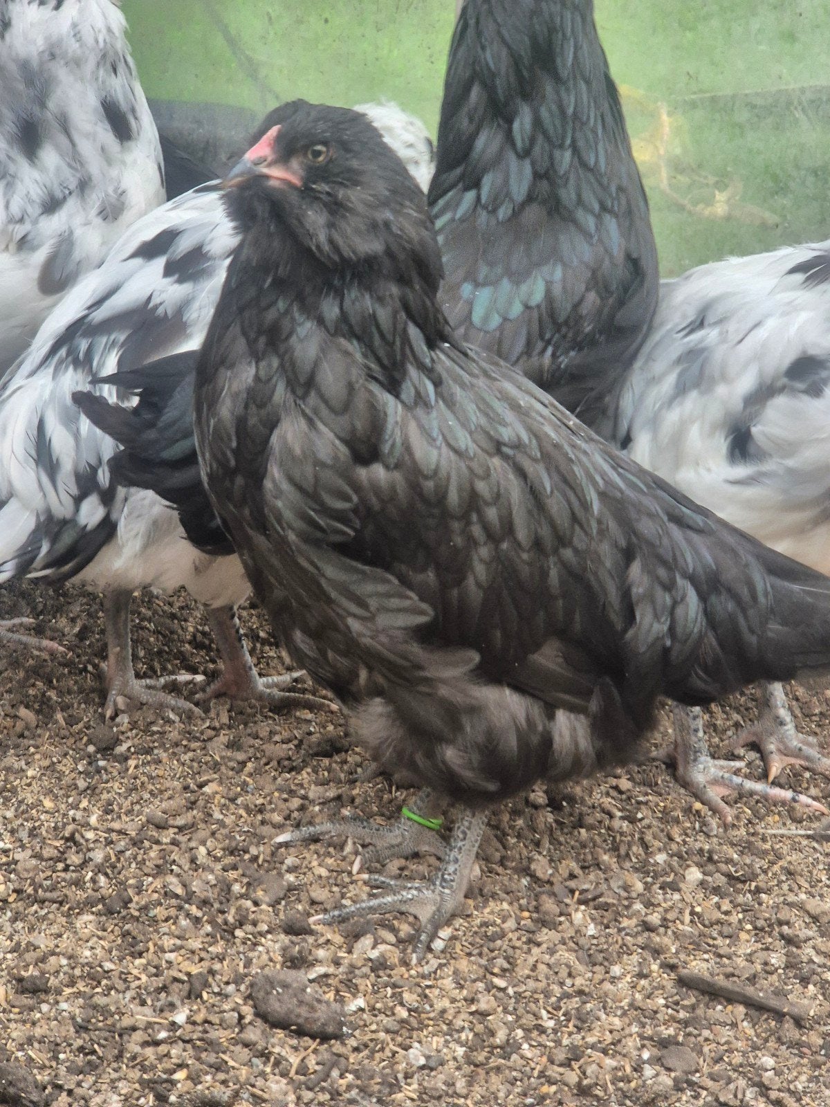 Ameraucana hennetjes, Dieren en Toebehoren, Kip