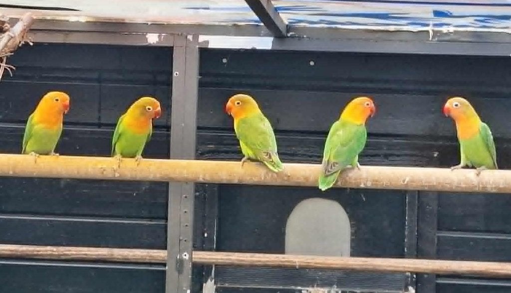 agapornis fischeri dwergpapegaai, Sexe inconnu, Perroquet nain ou Inséparable