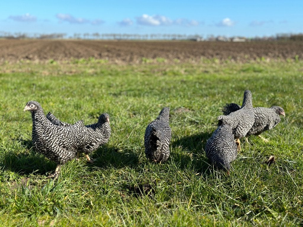 Jonge tamme Amrock kriel kippen gesekst en ingeënt, Dieren en Toebehoren, Pluimvee, Vrouwelijk, Kip