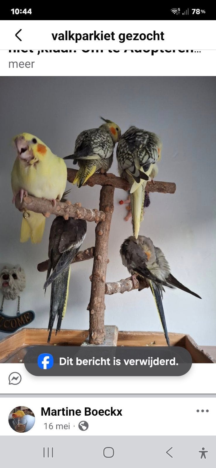 valkparkiet zeer tam Aalter, Dieren en Toebehoren