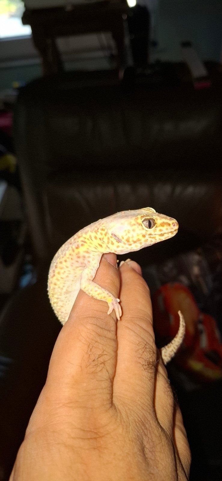 luipaardgecko vrouwtje, Animaux & Accessoires, Reptiles & Amphibiens, Autres espèces, Domestique, 0 à 2 ans