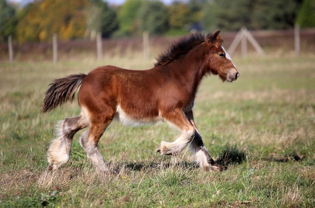 Irish/Gypsy Cob/tinker stunning bay colt foal, Animaux & Accessoires, Étalon, Avec pedigree, 0 à 2 ans