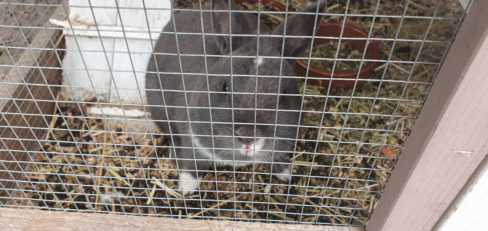 1 muizen grijs en 1 beige, Dieren en Toebehoren, Hondenhokken, Ophalen